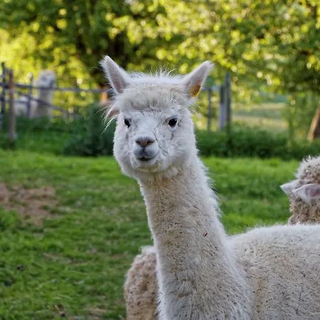 Alpaka-ferien Apartment Wiechs am Randen