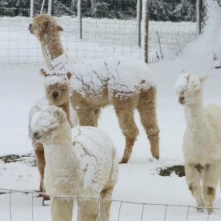 Alpaka-ferien *