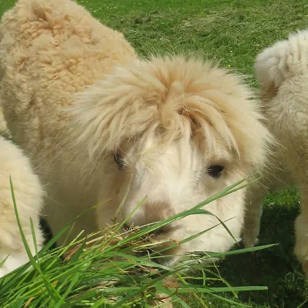 Alpaka-ferien Apartment *