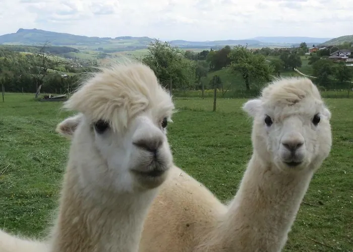 Alpaka-ferien *
