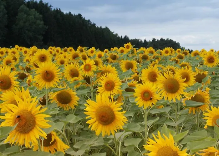 Lejlighed Alpaka-ferien *