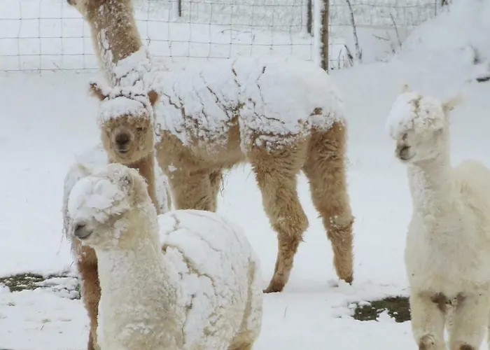 Alpaka-ferien *