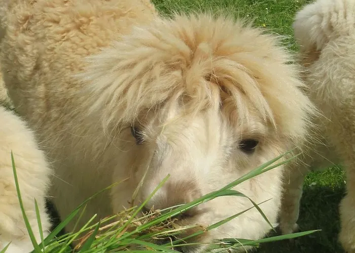 Alpaka-ferien Lejlighed *